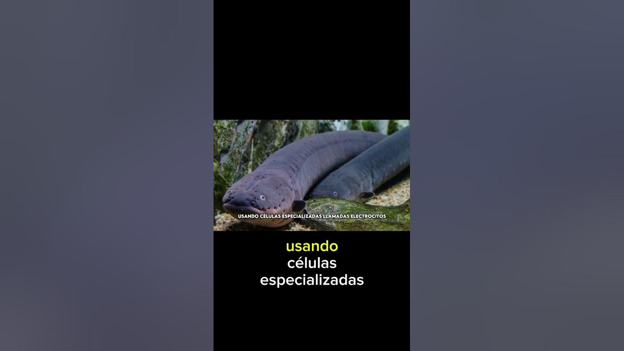 Anguila Electrica Electrocutando Caiman ¡El caimán vs la anguila eléctrica! - YouTube