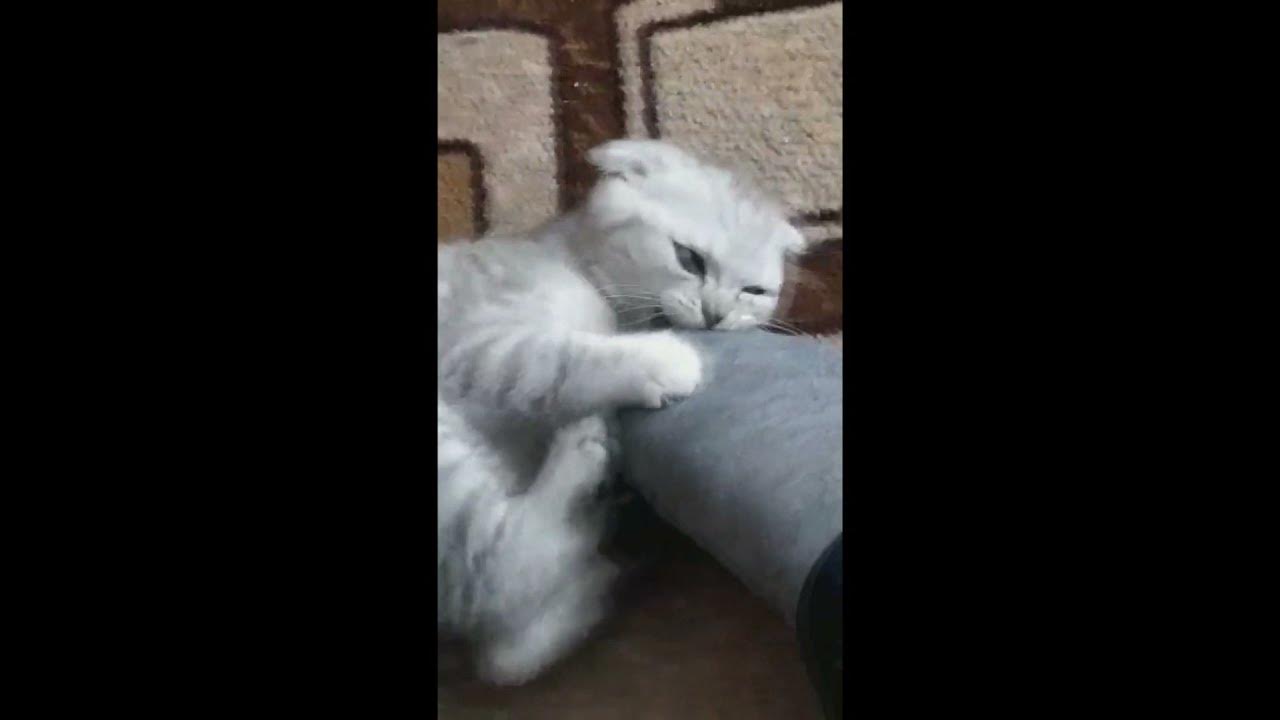 вести котенок