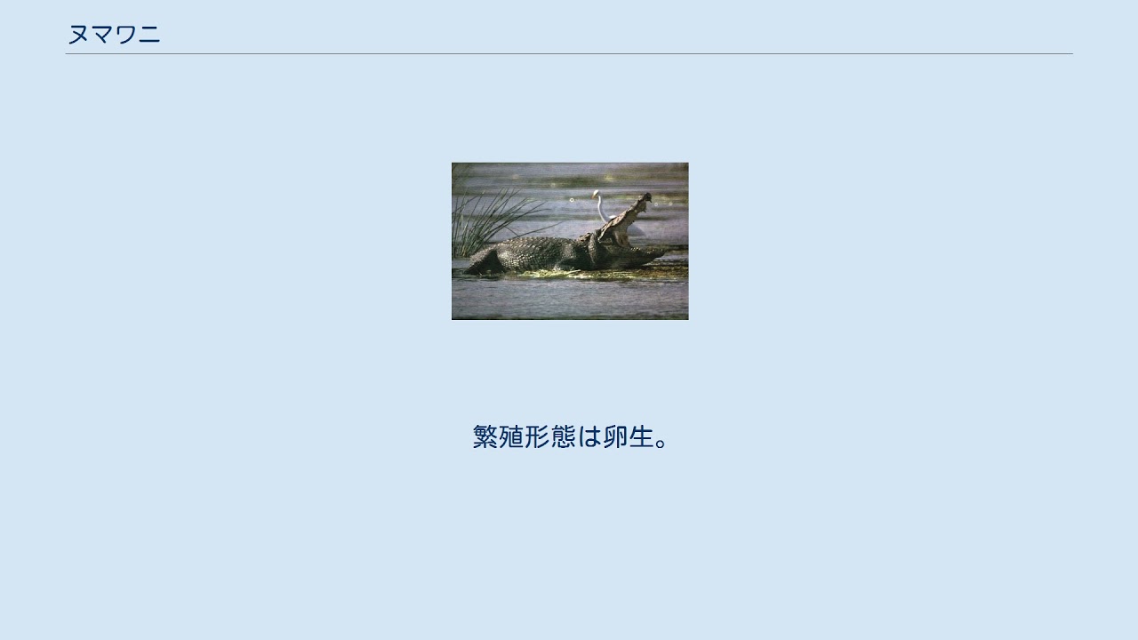 ヌマワニ Youtube