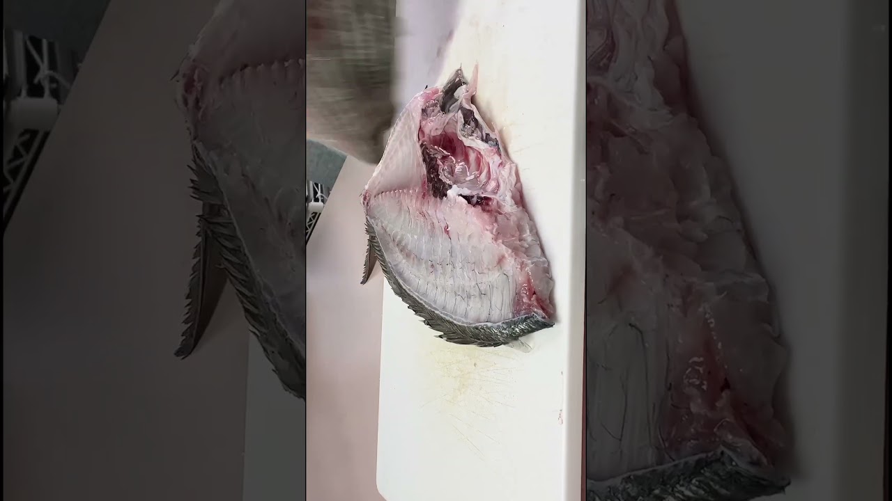 Sanmai oroshi or filleting Silver Seabream for