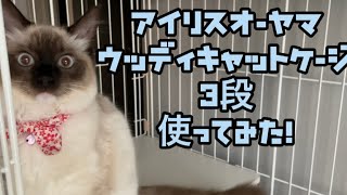 生後6ヶ月のラグドールのおもちがアイリスオーヤマウッディキャットケージ使ってみた様子がこちらです。