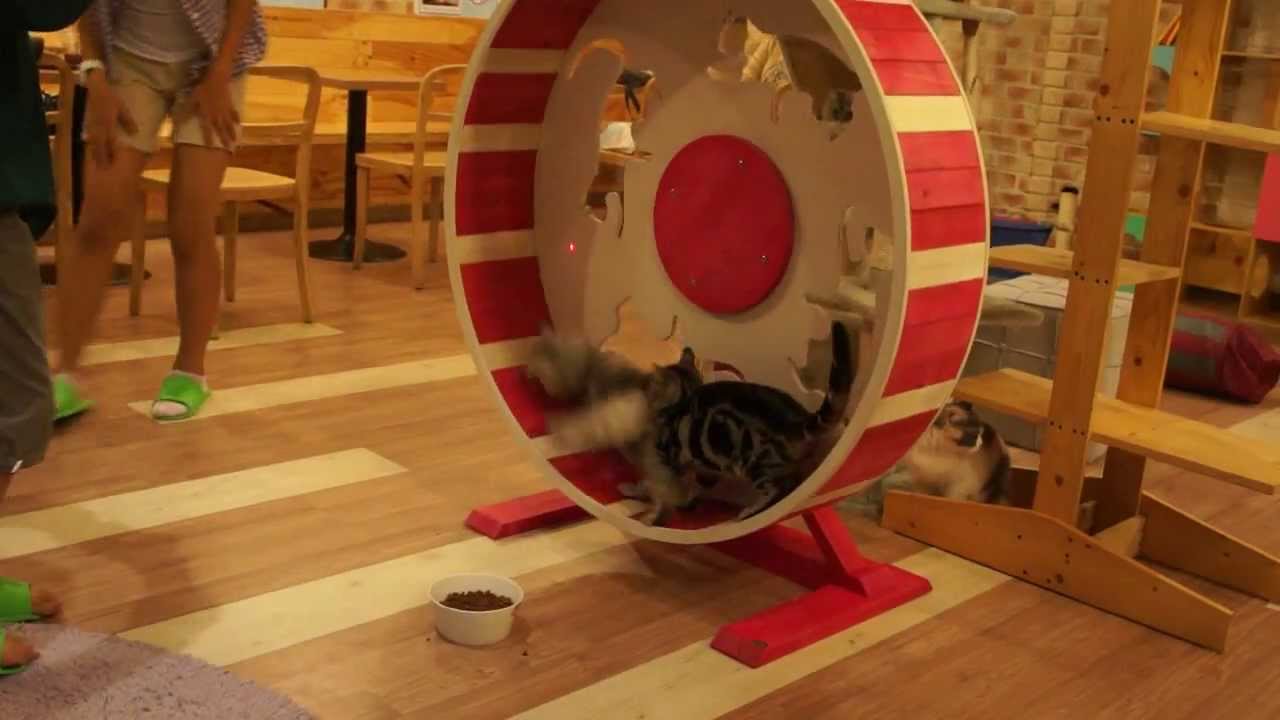 Cat Exercise Wheel - YouTube