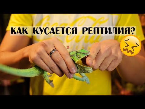 Укусы рептилий! Больно? Страшно? Опасно?