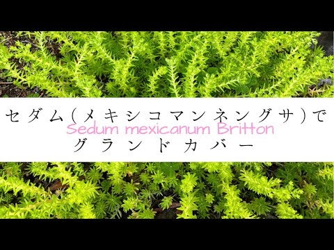 最強セダム メキシコマンネングサ ゴールドビューティ でグランドカバーに挑戦中 Ground Cover With Sedum Youtube