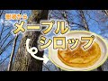 イタヤカエデ(トペニ)の樹液でメープルシロップ作り！