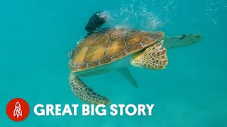 Need a Break from the News? We’re Swimming With Turtles