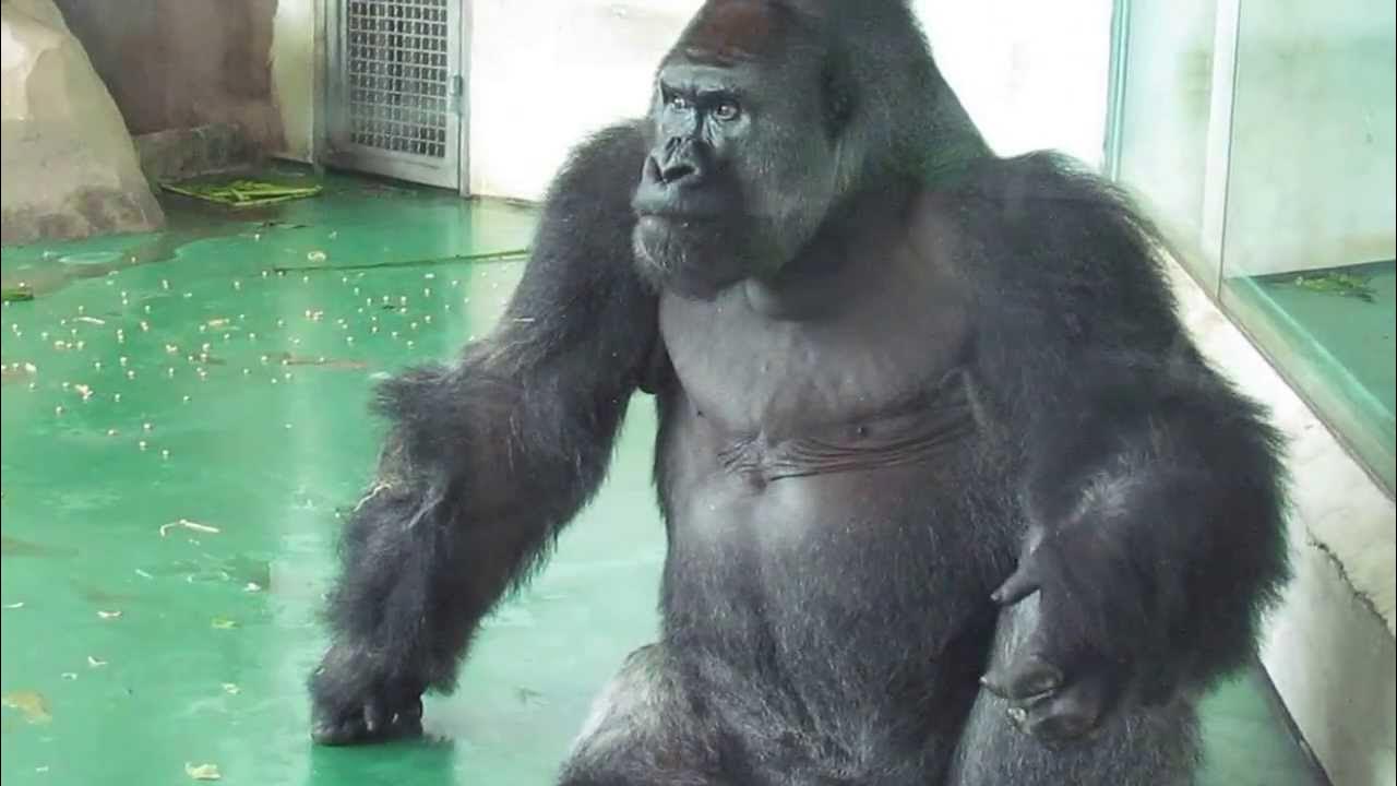 A Gorilla eating his own poop in the Shanghai zoo YouTube