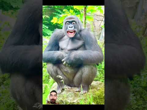 #gorilla #funny #animals