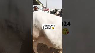 Multan Cattle Mandi (Heavy Bull)#viralshortsvideo#multancowmandi #vlogs #brahmanbreed