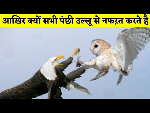 वीडियो: क्या बाज़ उल्लू से डरते हैं?