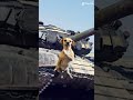 Tank T-72