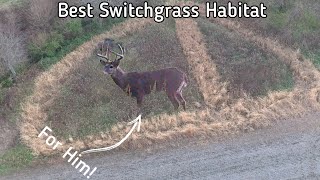 Switchgrass Bedding For Whitetails