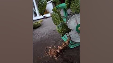 Xuống núi củ sâm rừng Lai Châu già khụ, chất sâm thơm phức, ngon ngọt đến từng cọng rễ, 55gram 3.9tr