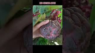 Red custard apple is the result of a cross between two types