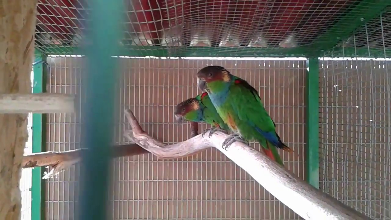 Bluethroated Conures eating Rose petals YouTube