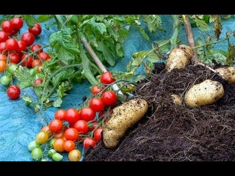 Video: Hibrida Yang Luar Biasa. Tomato Kentang