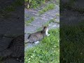 Kitty🐈#lol #viralvideo #funny #cat #shortvideo #trending #amazing #cute #video #animals #trend #love