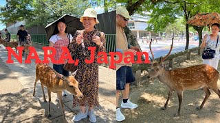 Amazing friendly deer in Nara Japan, they can bite too! #deer #narajapan #narapark #todaiji