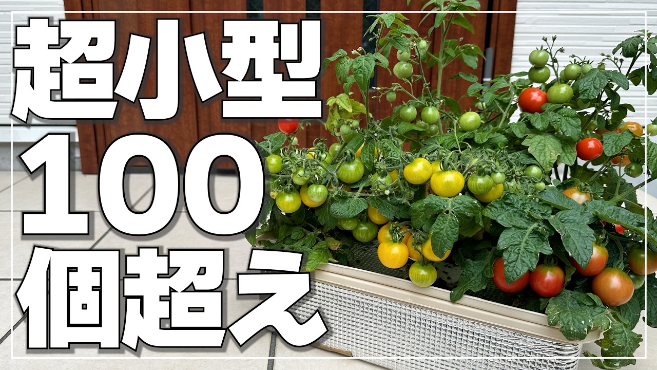 内容変更のため値下げしました!!【超お得】家庭保育園　ドーマン式·ヴィッテ式　幼児教育セット ドーマンのドッツをやめて七田のドッツセットに変更した | やちママ 娘