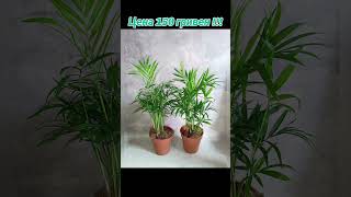 Бамбуковые Пальмы Хамедорея! Цена 150 гривен! Бронь в вайбер 0996782355 #пальмы #погородний