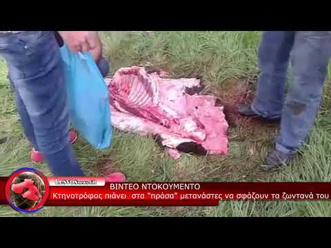 Κτηνοτρόφος στην Λέσβο πιάνει στα πράσα μετανάστες να σφάζουν και να τεμαχίζουν το ζώο του.