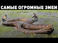 Самые Большие Змеи, Обнаруженные На Планете