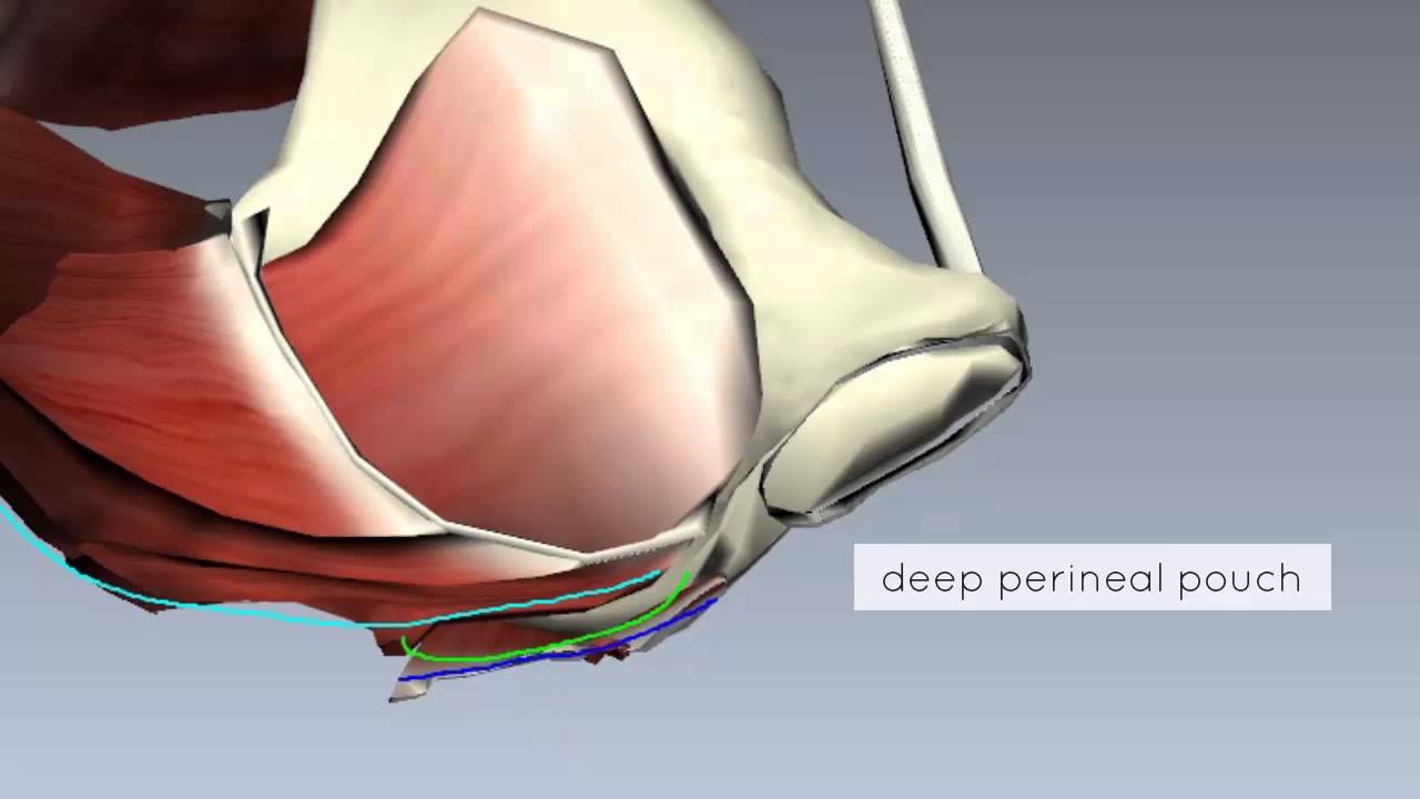 Pelvic Floor Part 2 - Perineal Membrane and Deep Perineal Pouch - 3D Anatomy  Tutorial 