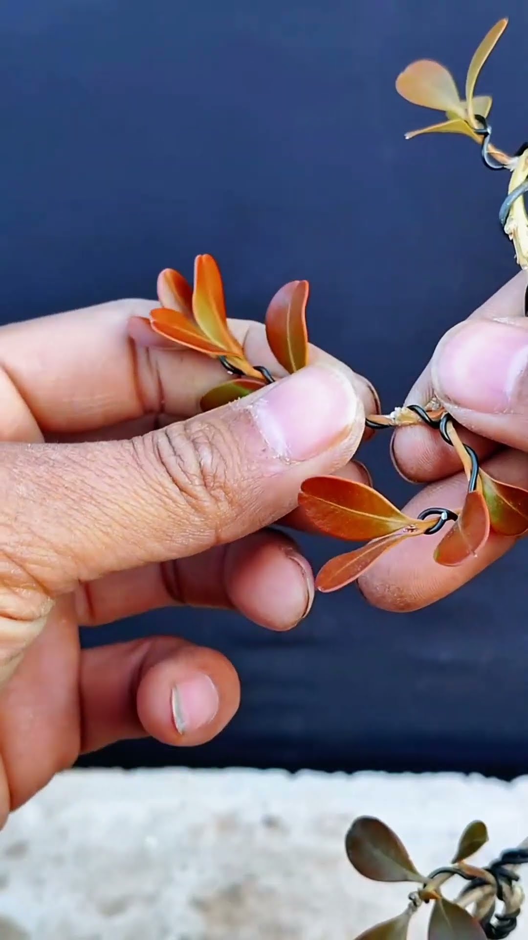 Process of making boxwood bonsai