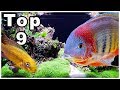 Top 9 Best Cichlids for Community Tanks!