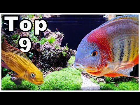 Video: Cichlid Fish: Top 15 věcí, které potřebujete vědět