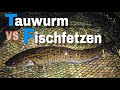 Erfolgreich auf Quappe mit Tauwurm und Fischfetzen