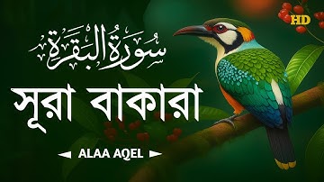 সূরা আল বাকারা | Al-Baqara (سورة البقره) | Most Beautiful Reaction of Surah Baqarah