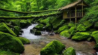 Gentle Flowing River Sounds, Peaceful Birds Chirping, Quiet Nature Escape to Recharge