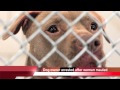 Catherine Ann Riddle mauled by three pit bulls in Cleveland TN Catherine Ann Riddle mauled by three pit bulls in Cleveland TN