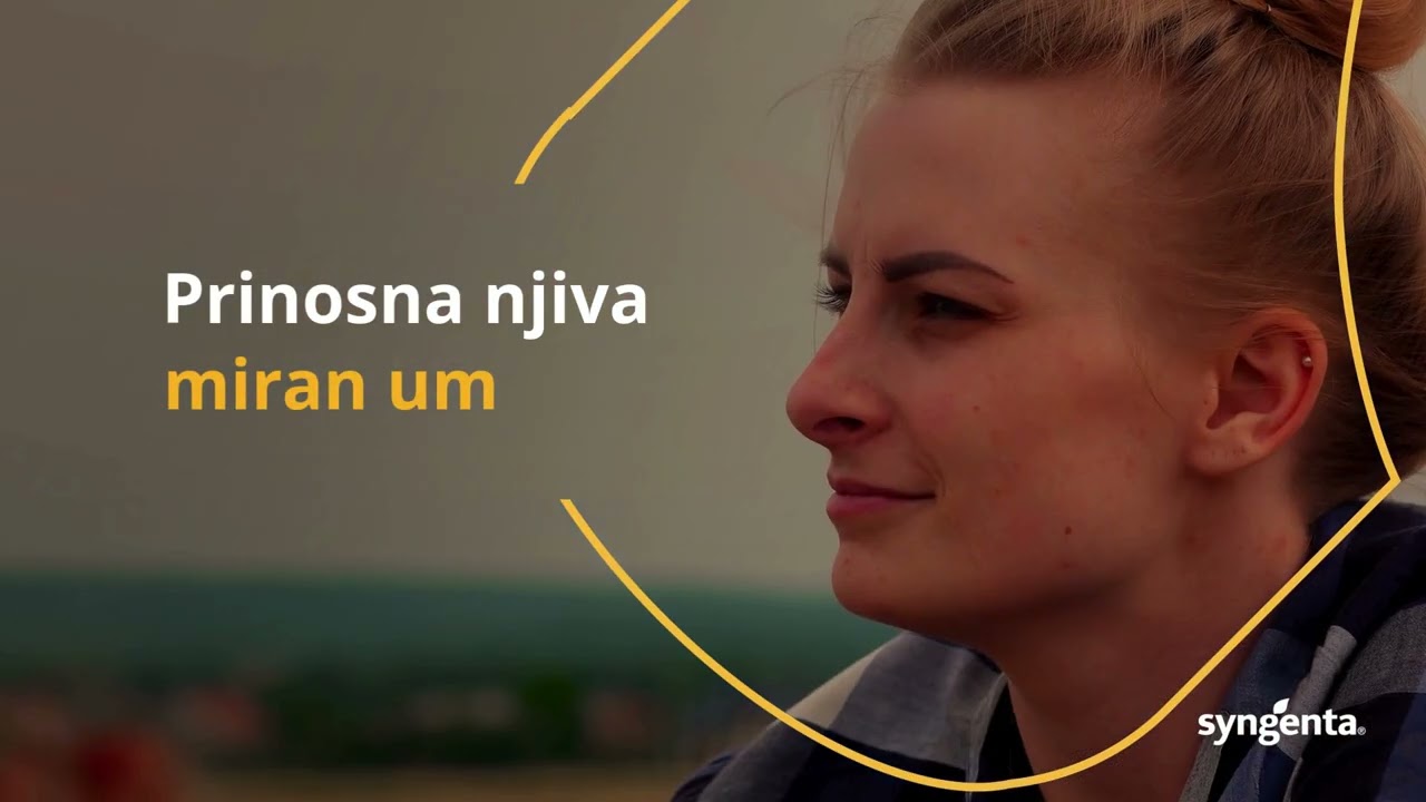 Artesian hibridi kukuruza - maksimalan prinos u svim uslovima