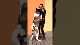 Funny dog TrainingUnleashing Fun with a Girl and her Spirited Canine Companion p3