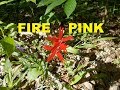 Identifying Fire Pink (Silene virginica ): Spring Wildflower