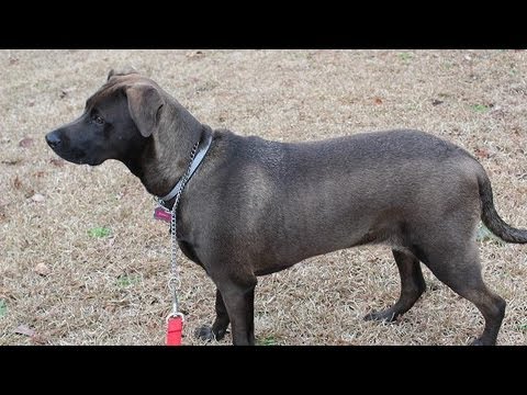 Emma Our Cane Corso Pitbull Mix Is 7 Months Old The Lighthouse Lady