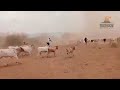 Tension at South Sudan-Kenya Border after Turkana Bandits Raided Toposa Cattle