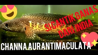 CHANNA AURANTIMACULATA || SI CANTIK NAN GANAS DARI INDIA   #Rinasiambatonvlog