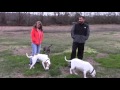 Canine Dimensions Review: In-home Dog Training, 4 Pit Bulls Canine Dimensions Review: In-home Dog Training, 4 Pit Bulls