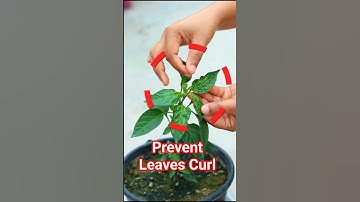 Prevent Chili Leaf Curl Disease | Simple Hack for Healthy Plants #shorts