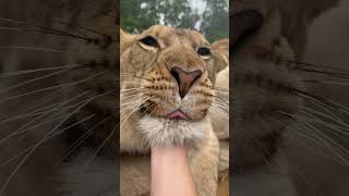 Needy Lion