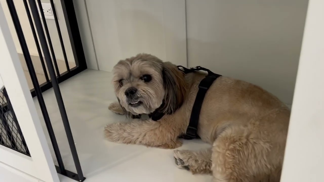 OtterOasis Large Dog Crate Furniture Unboxing and Review! ✅  