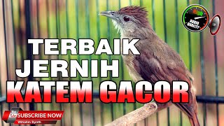 Download lagu KAPAS TEMBAK GACOR JERNIH PANJANG COCOK UNTUK MAST... mp3