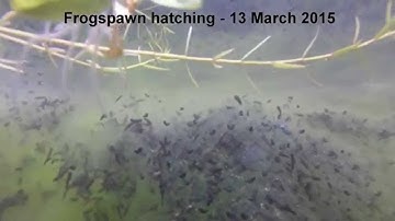 My Wildlife Pond - Frogspawn Hatching time-lapse