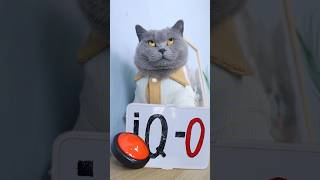 Who's Smarter?😼🔍 Cat Vs Woman Iq #Funnycat #Catmemes #Trending