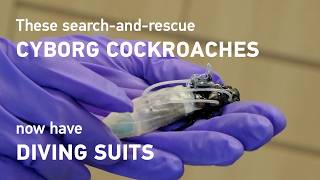 Do you remember our search-and-rescue cyborg cockroaches? They swim now 🤿