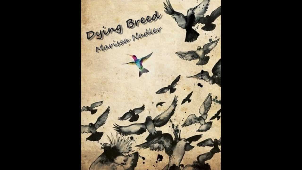 Dying Breed Marissa Nadler (lyrics) YouTube