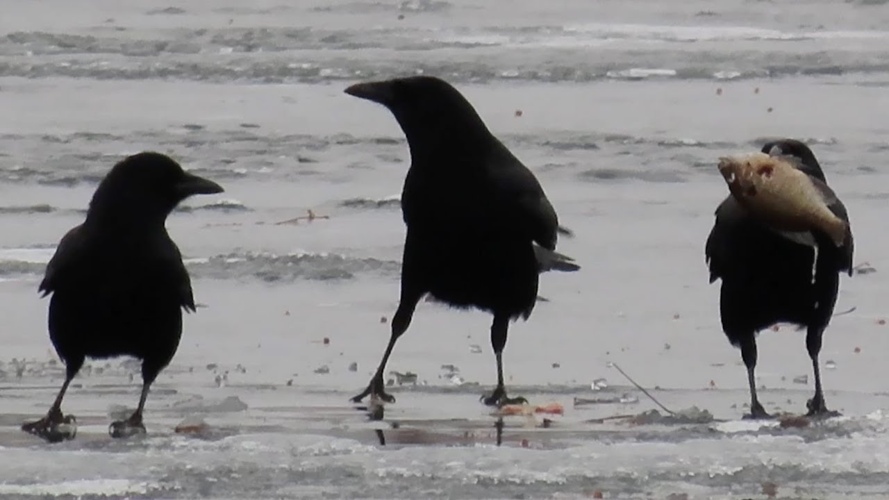 Scavenger Crows Take Over Ice Fishing Spot